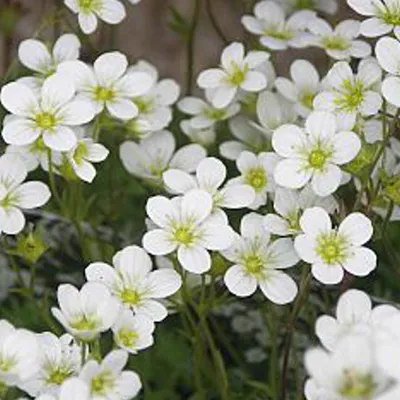 Produktbild von 6 x Moos Steinbrech - Saxifraga 'Schneeteppich'  | Topf 9cm x 9cm