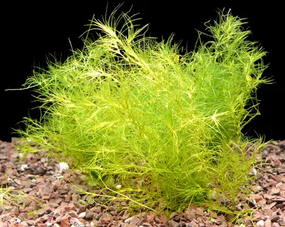 Produktbild von 2 Bund Indisches Nixkraut (Najas Indica)
