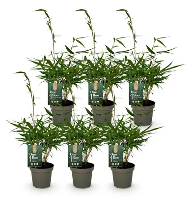 Image de Green boutiQ - Bambou - Fargesia robusta Pingwu - À feuillage persistant - Non envahissant - Vert - 6 plants - Pot de 14 cm - Hauteur 35 cm
