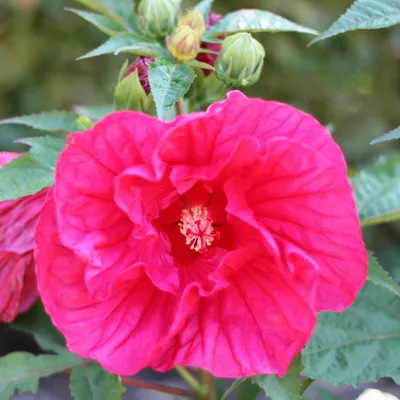 Produktbild von Hibiscus - Midnight Marve - Garteneibisch mit riesigen roten Blüten 40 - 60 cm