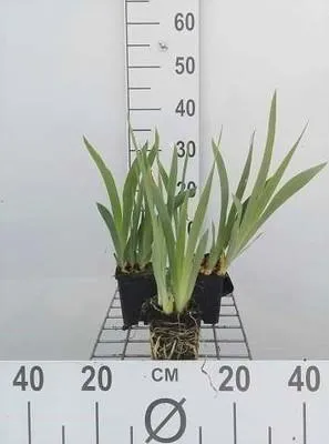 Produktbild von 6 x Iris (pum.) 'Bright White' - Schwertlilie - Topf 9 x 9 cm