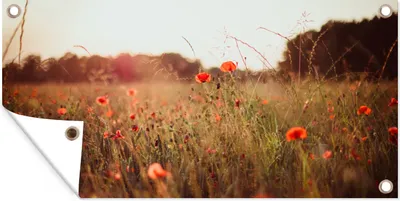 Produktbild von MuchoWow® 160x80 cm Outdoor-Poster Gartendeko Sichtschutz Garten Poster für den Garten  Sonnenuntergang - Blumen - Rot