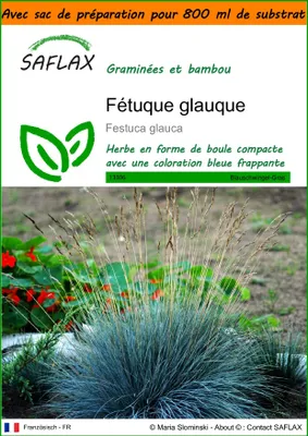 Image de SAFLAX Garden in the bag - Fétuque glauque - 50 graines - Festuca