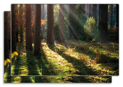 Produktbild von Wallario Frühstücksbrettchen 2er Set aus Glas, je 20 x 30 cm, mit rutschfesten Füßen, Motiv Sonnenstrahlen im Herbstwald