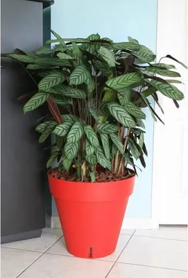 Immagine prodotto di Vaso da fiori RIVIERA Loft, rotondo Ø 49 x H 45 cm, 50 L, rosso, con riserva d'acqua
