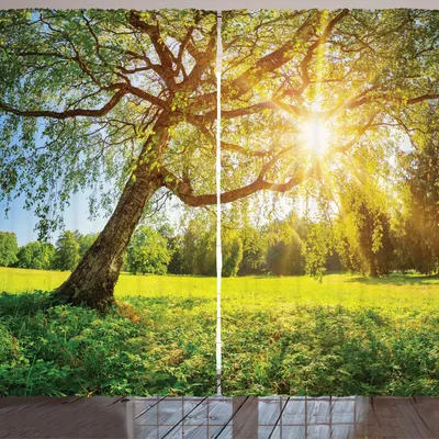 Produktbild von ARANDE Baum Gardine, Malerisch von Laub mit Morgen Sunbeams, 280 x 175 cm, Lindgrün Umbrabraun