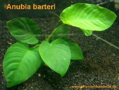 Produktbild von 1 lose Pflanze Anubia Barteri, barschfest