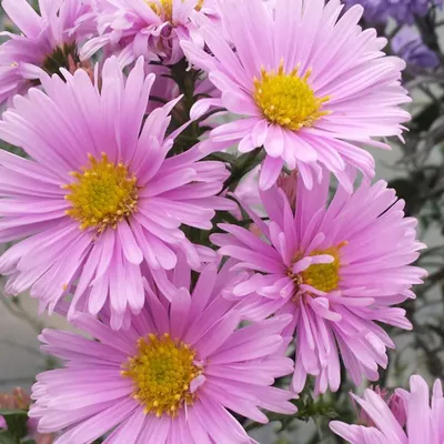 Produktbild von 6 x Glattblatt Aster - Aster novi belgii 'Sarah Ballard' | Topf 9cm x 9cm