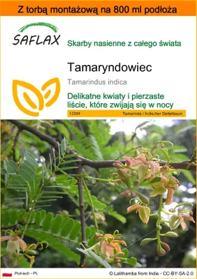 Zdjęcie produktu dla SAFLAX - Garden in the bag - Tamaryndowiec - 4 Nasiona - Z podłożem uprawowym w praktycznej, samorozkładającej się torbie - Tamarindus indica