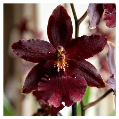 Produktbild von Dendrobium Black Cat Orchideen - 2 große Zimmerpflanzen aus Holland - 30-40 cm hoch mit Blüten - Leicht duftend