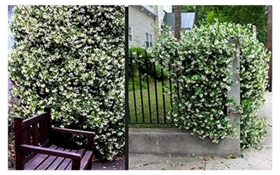Produktbild von Sternjasmin 30-50 cm – Immergrün, duftend und winterhart | Trachelospermum jasminoides – Kletterpflanze für Garten und Balkon