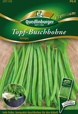 Artikelbild 1 von 'Topf-Buschbohnen Tempo von Quedlinburger Saatgut'