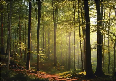 Produktbild von Fototapete Wald Bäume Natur - 250x175 cm - Vliestapete Wohnzimmer Schlafzimmer - Vlies Fototapete Grün - 15854VX5