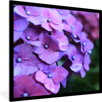 Produktbild von MuchoWow® Gerahmtes Poster Blumen - Lila - Hortensie - Natur - Blütenblätter 40x40 cm - Poster mit Schwarzem Bilderrahmen Wandposter Rahmen Foto Bilder - Mit Rahmen - Wanddekoration Schlafzimmer