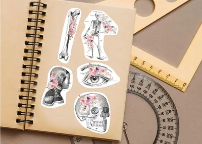Aufkleber-Set mit Anatomie-Motiven, Modell 036-087 – Decords, Produktansicht 1