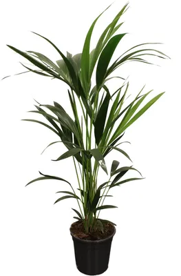 Produktbild von Howea Forsteriana - Kentiapalme - 90-100cm - Ø21cm - Zimmerpflanze - Immergrün