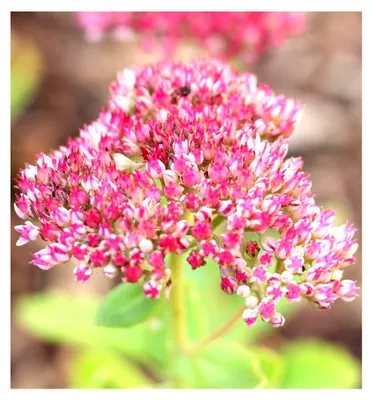 Produktbild von Große Fetthenne Sedum Herbstfreude Telephium 9 x 9 cm Topf winterhart
