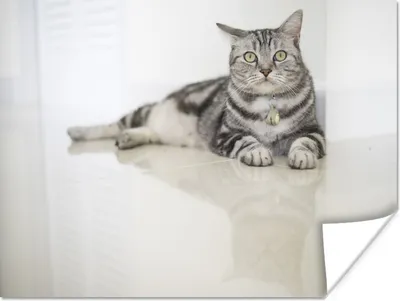 Produktbild von MuchoWow® Poster Katze - Grau - Tier - Mädchen - Kinder - Jungen - Kind 40x30 cm - Plakate für die Wände - Poster Wohnzimmer