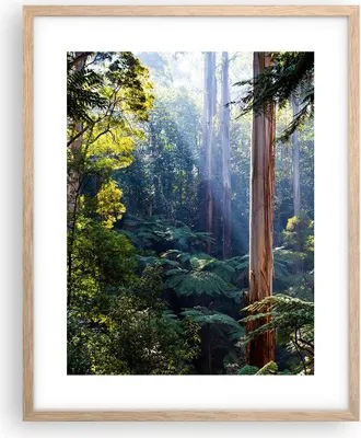 Produktbild von Gerahmtes Poster - Rahmen in heller Eiche - Morgendämmerung Bäume Wald - 40x50 cm - Wand Bild - Wanddeko - Wandbilder - Kunstposter - Wandposter - Bilderrahmen - Bilder - Kunstdruck - P2NPA40x50-4403