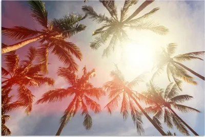 Produktbild von MuchoWow® Poster Die Sonne scheint zwischen den Blättern der Palmen 60x40 cm - Schlafzimmerdekoration