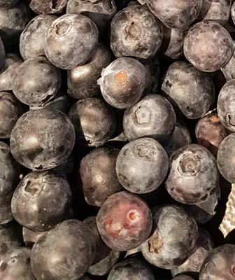 Image de Vaccinium corymbosum 'Goldtraube 71' / Myrtillier 'Goldtraube 71'