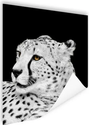 Produktbild von MuchoWow® Poster Leopard - Weiß - Schwarz 90x120 cm - Wohnzimmer