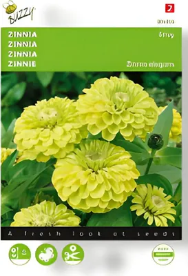 Produktbild von Zinnie Envy | Zinniensamen von Buzzy Seeds