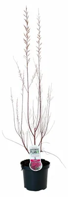 Produktbild von Tamariske Pink Cascade 40–60 cm – Tamarix ramosissima winterhart, rosa Blüten, trockenheitsresistent, Zierstrauch im 19 cm Topf
