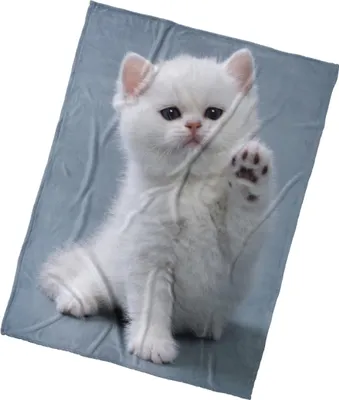 Obrázok produktu pre Mikrofleecová deka Kitten Dej Pac 150x200 cm
