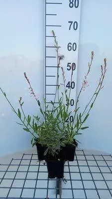 Immagine prodotto di 6 x Gaura lindh. 'Corrie's Gold' (oenothera lindh.) - Gaura - vaso 9 x 9 cm