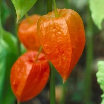 Obrázok produktu pre 6 x Physalis alkekengi 'Franchetii' - Physalis - kvetináč 9 x 9 cm
