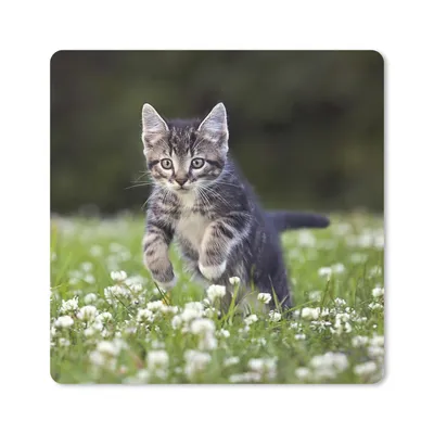 Produktbild von MuchoWow® Mauspad Mousepad Ein Kätzchen in einem Kleefeld 30x30 cm - Mousepads - Maus Mat - Pad - Mausunterlage - Gaming