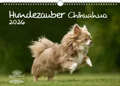 Produktbild von Hundezauber Chihuahua DIN A3 Kalender für 2026 Welpen und Hunde - Seelenzauber