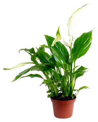 Produktbild von Einblatt weiß - pflegeleichte Zimmerpflanze, Spathiphyllum Yess - Höhe ca. 15 cm, Topf-Ø 6 cm
