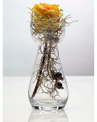 Produktbild von SANDRA RICH Hyazinthenglas, HYACINTH Glasvase, ca. 17cm