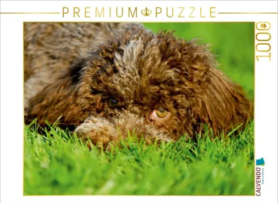 Produktbild von CALVENDO Puzzle Lagotto Romagnolo - Italienischer Trüffelhund | 1000 Teile Lege-Größe 64x48cm Foto-Puzzle für glückliche Stunden