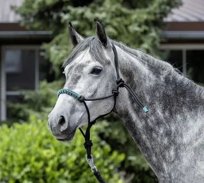 Produktbild von USG Knotenhalfter mit Glitzersteinchen
