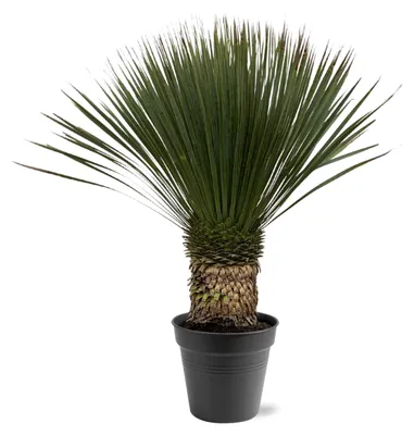 Image de Yucca Rostrata - 75-100cm - Ø38cm - Plante de jardin