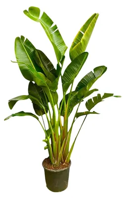 Produktbild von Strelitzia Augusta XXL - Multi Stamm - 225-250cm - Ø30-40cm - Zimmerpflanze - Immergrün