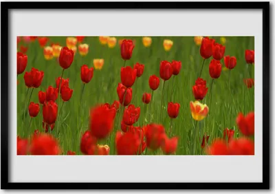 Produktbild von Bild 70x50 MDF-Rahmen Wandkunst Pflanze Tulpen