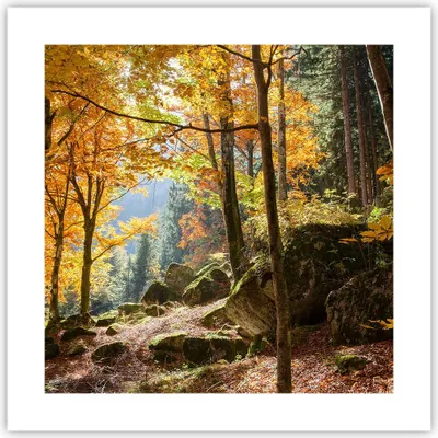 Produktbild von Poster - Poster ohne Rahmen - Herbst berg wald natur - 40x40 cm - Wand Bild - Wanddeko - Wandbilder - Kunstposter - Wandposter - Bilder - Kunstdruck - Wanddekoration - Wandbild - P2XAC40x40-2713