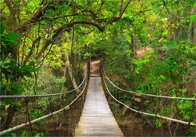 Produktbild von Wallario Poster - Hängebrücke im Urwald  grüner Dschungel, Kunstdruck Größe: 70 x 100 cm