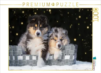 Produktbild von CALVENDO Puzzle Colliewelpen | 1000 Teile Lege-Größe 64x48cm Foto-Puzzle für glückliche Stunden