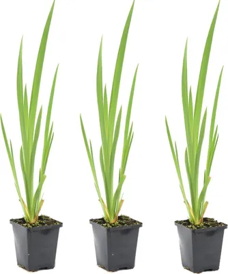 Zdjęcie produktu dla Bloomique - Zestaw 3 szt. - Iris Pseudacorus - Kosaciec żółty - Rośliny do oczek wodnych - Rośliny wodne - Odporne na zimę - Wysokość 20-30 cm - Doniczka 9 cm
