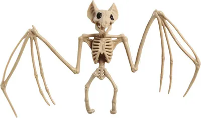 Produktbild von Skelettierte Fledermaus Halloweendeko-Tier beige 66x29cm - Einheitsgröße