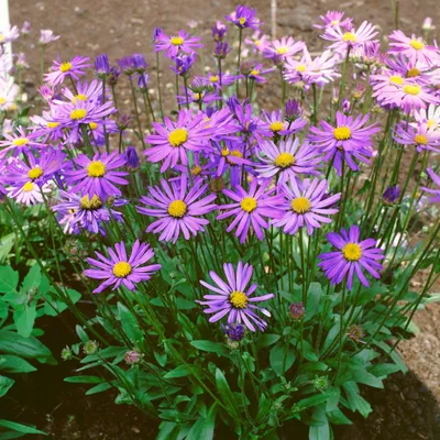 Produktbild von Aster tongolensis 'Berggarten', Bergaster, violett, ca. 9x9 cm Topf