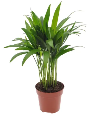 Produktbild von Goldfruchtpalme 55cm Dypsis lutescens