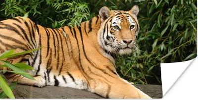 Produktbild von MuchoWow® Poster Tiger - Baum - Blätter 120x60 cm - Bild