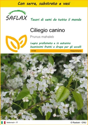Immagine prodotto di SAFLAX Insieme di coltivazione - Ciliegio canino - 30 semi - Prunus