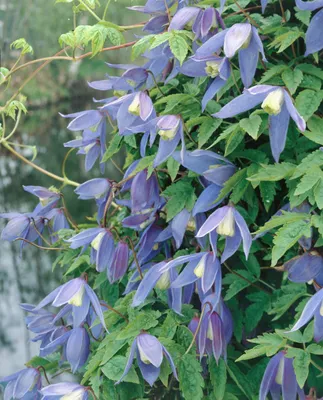 Produktbild von Clematis alpina, Alpen-Waldrebe, blau, 40–60 cm